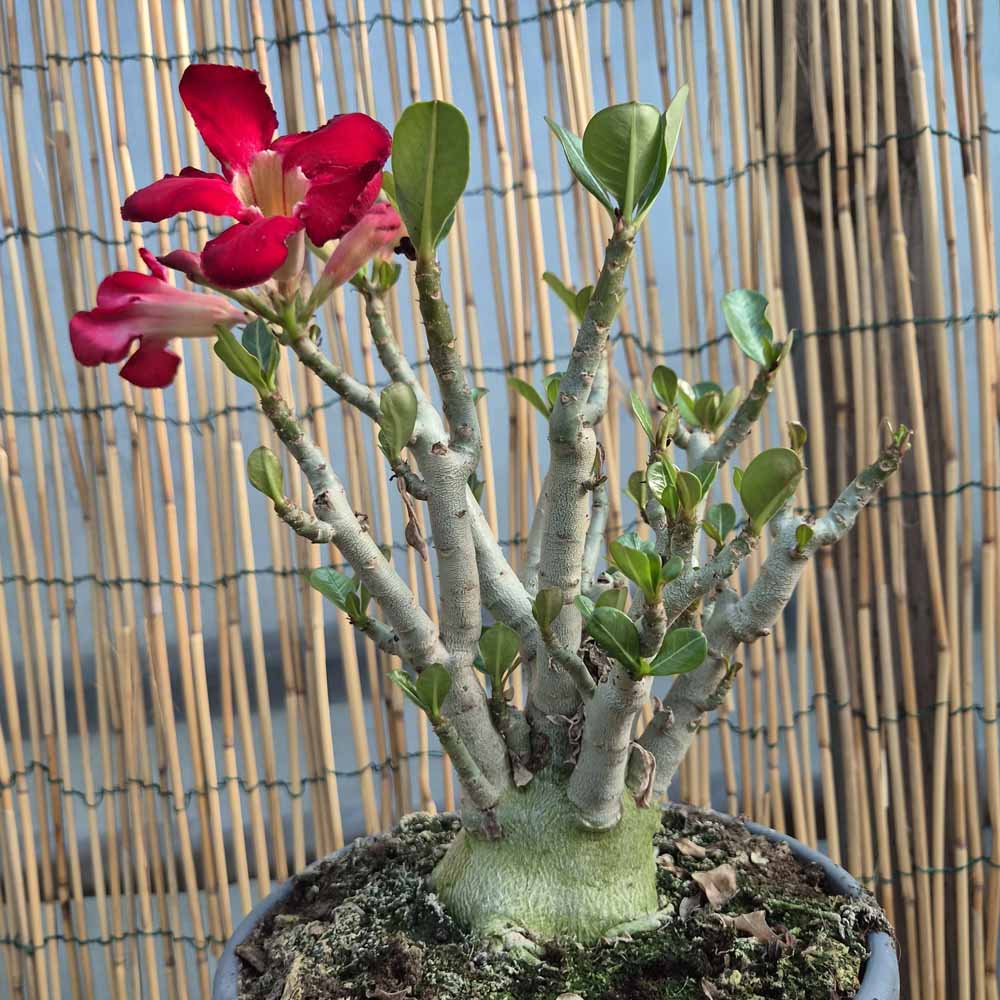 adenium obesum pianta