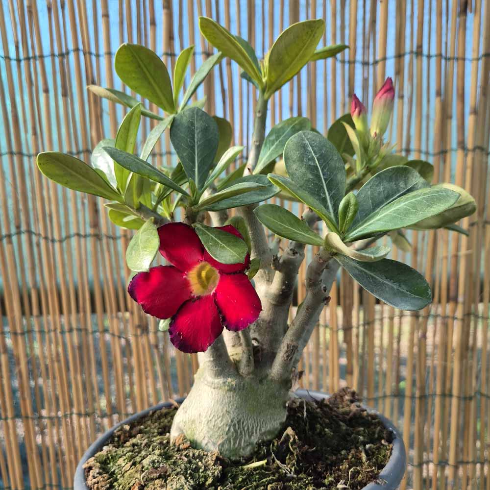 adenium obesum