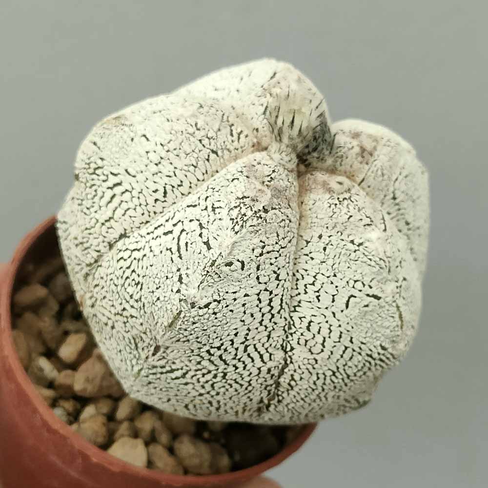 astrophytum onzuka
