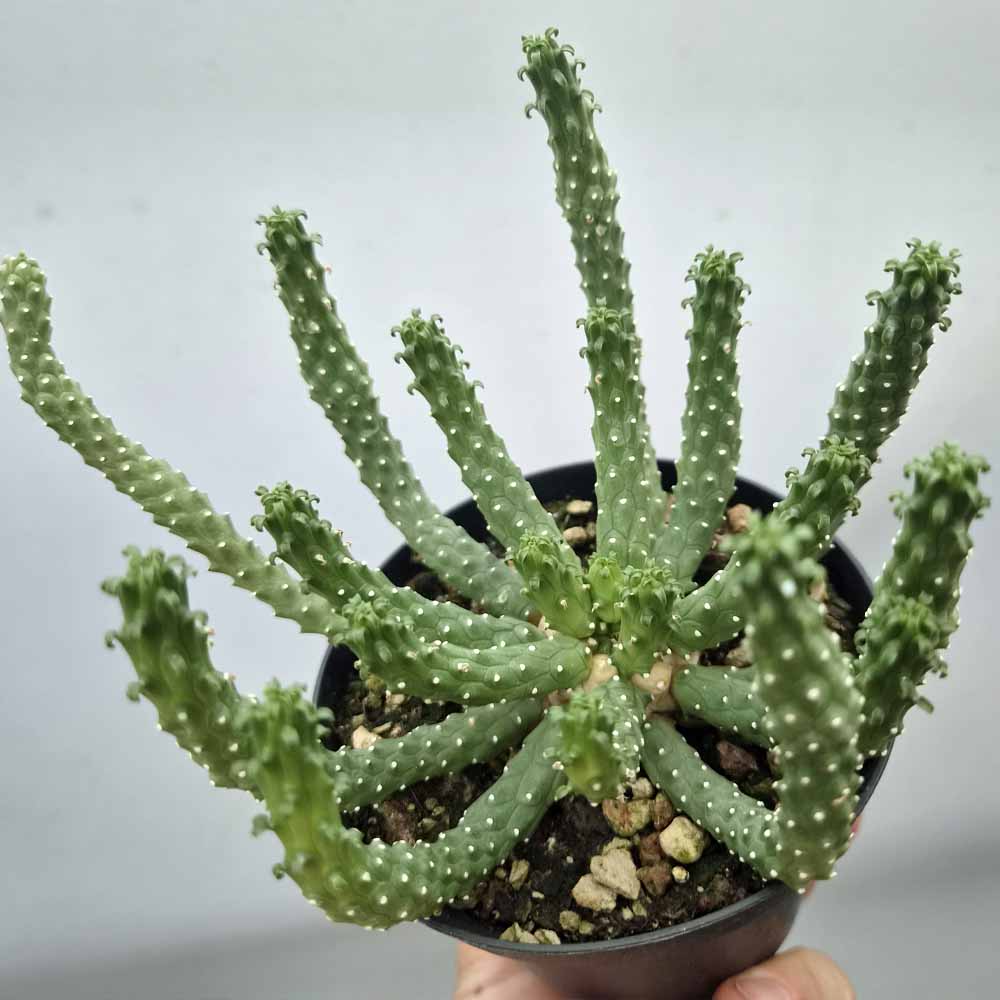 euphorbia caput medusae