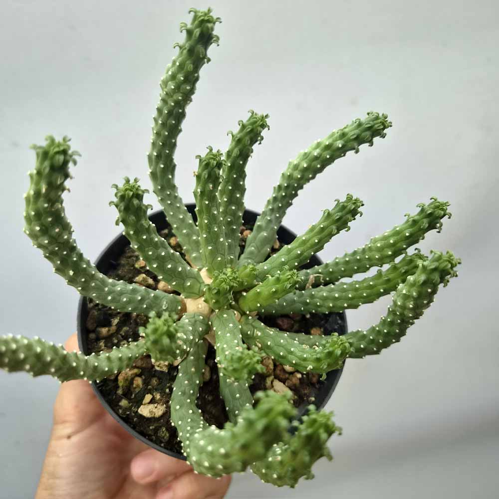 euphorbia caput medusae cactus