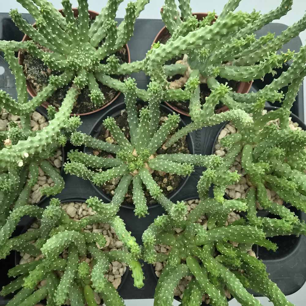 euphorbia caput medusae pianta
