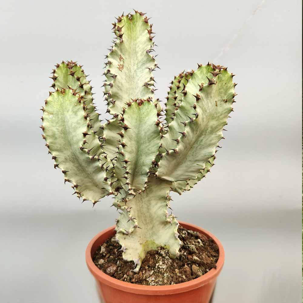 euphorbia ingens variegata cactus