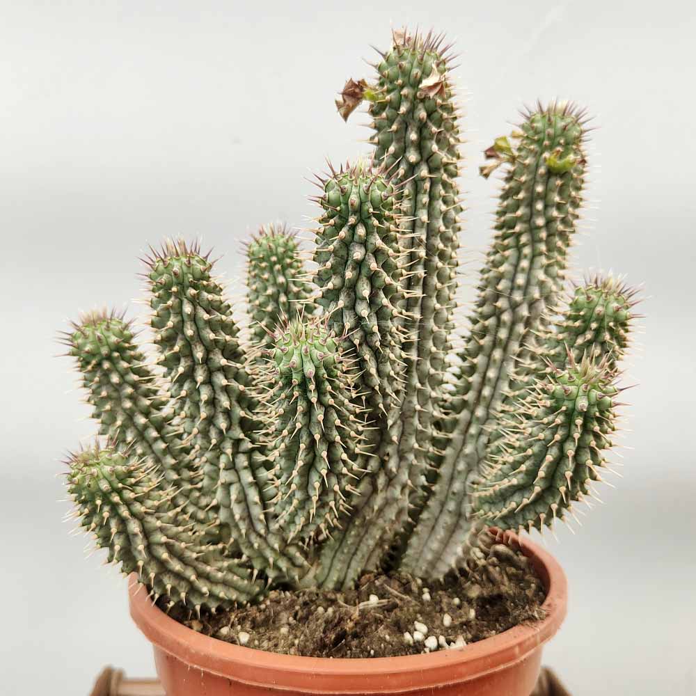 hoodia gordonii