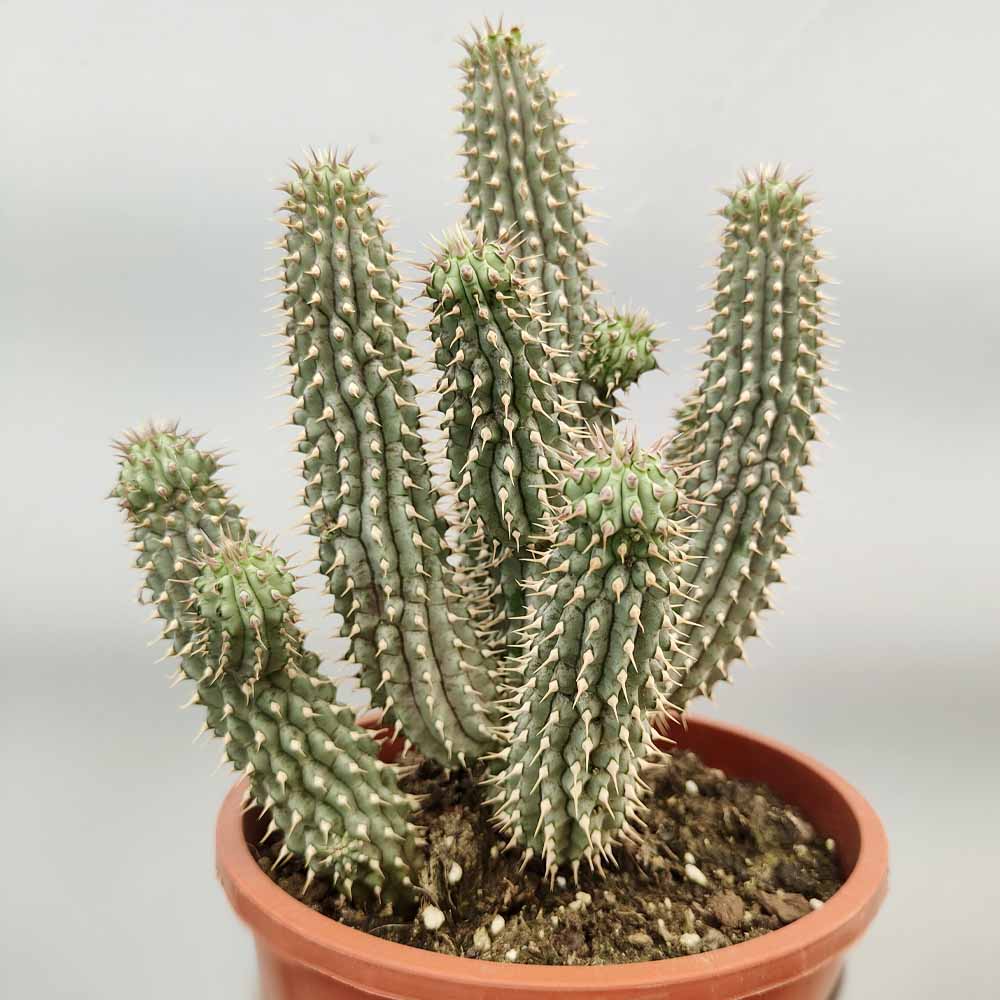 hoodia gordonii