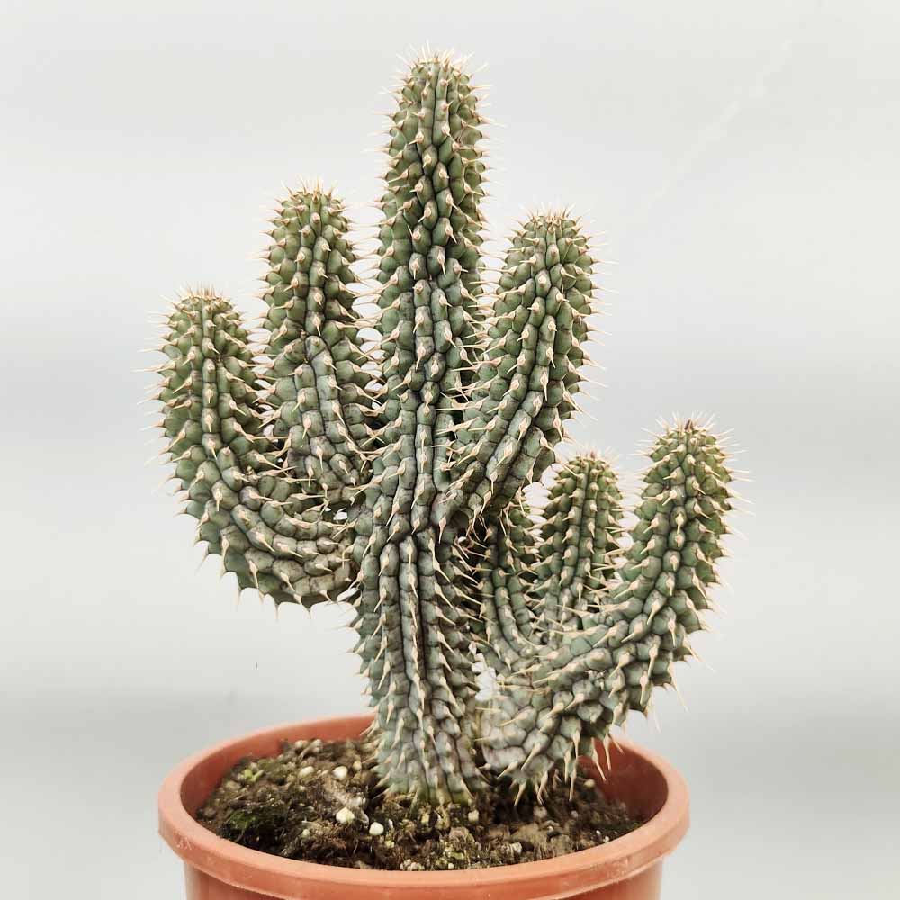hoodia gordonii cactus