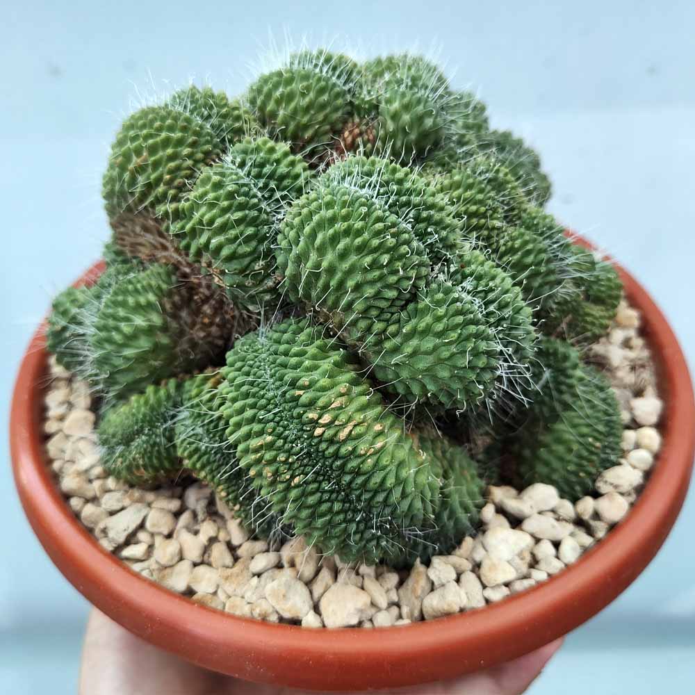 Mammillaria spinosissima cv 'un pico' crestata - shop online