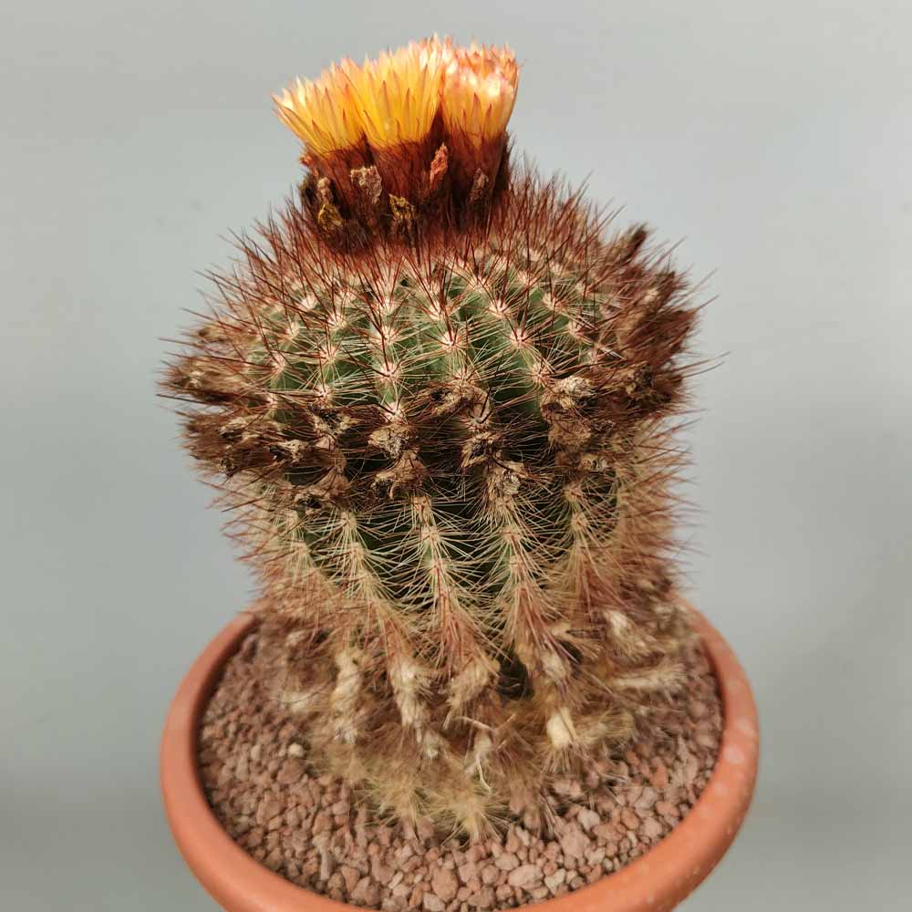 notocactus schlosseri old cactus