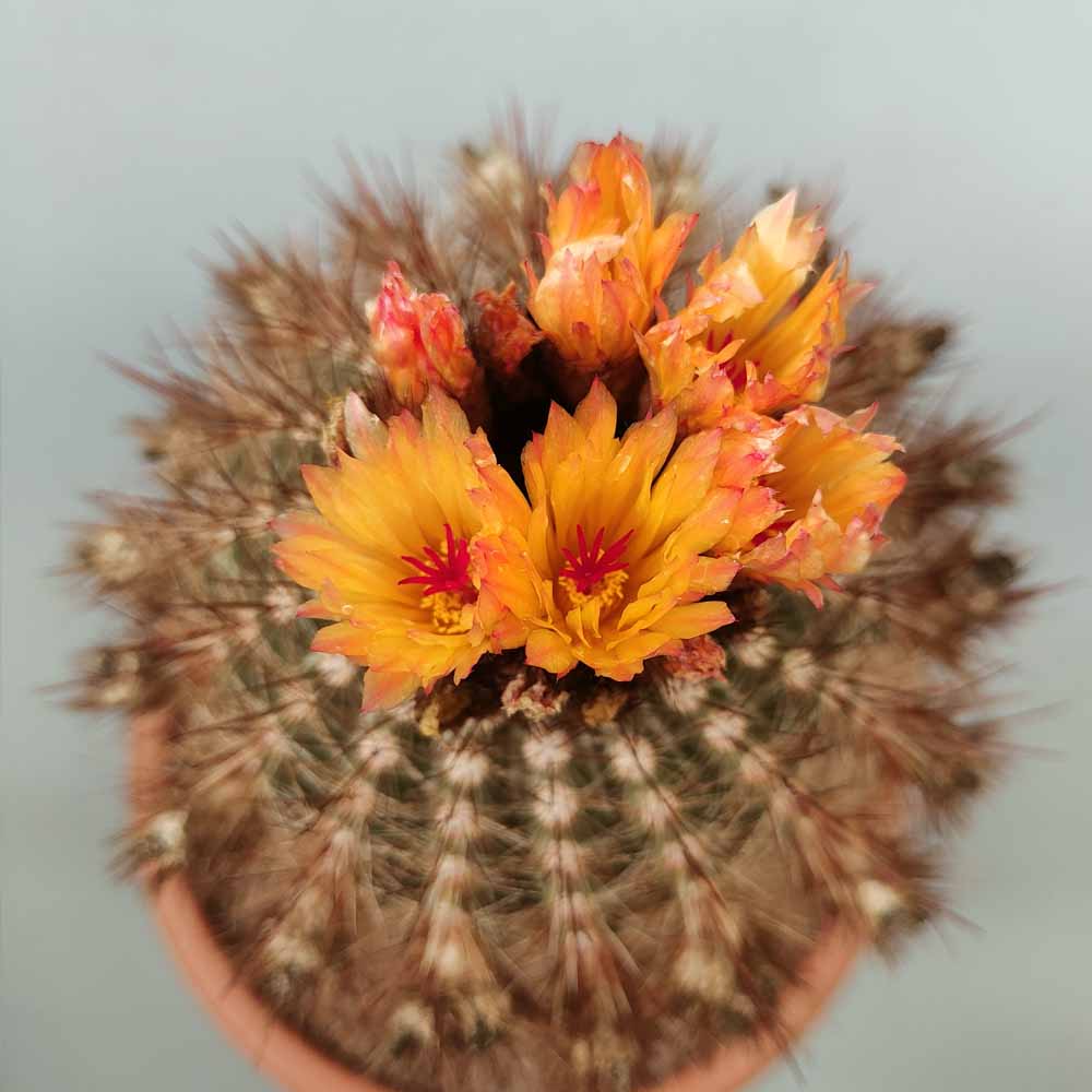 notocactus schlosseri fiore