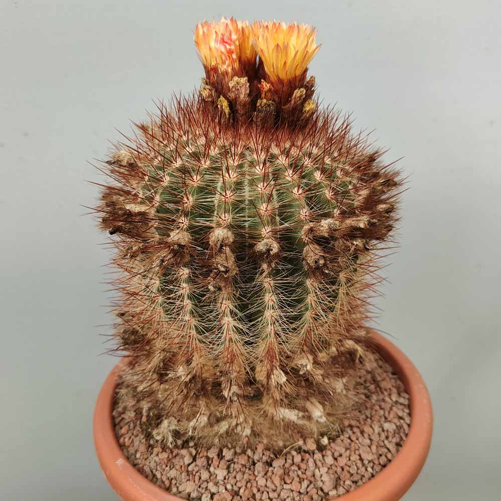 notocactus schlosseri old