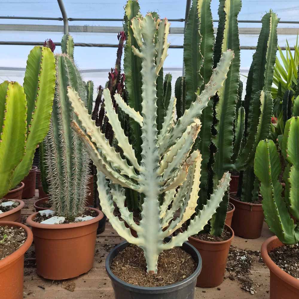 euphorbia lactea cactus