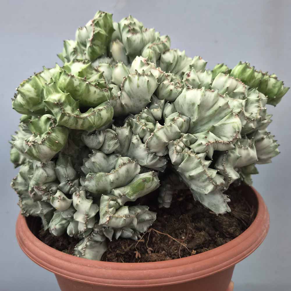 euphorbia lactea crestata cactus