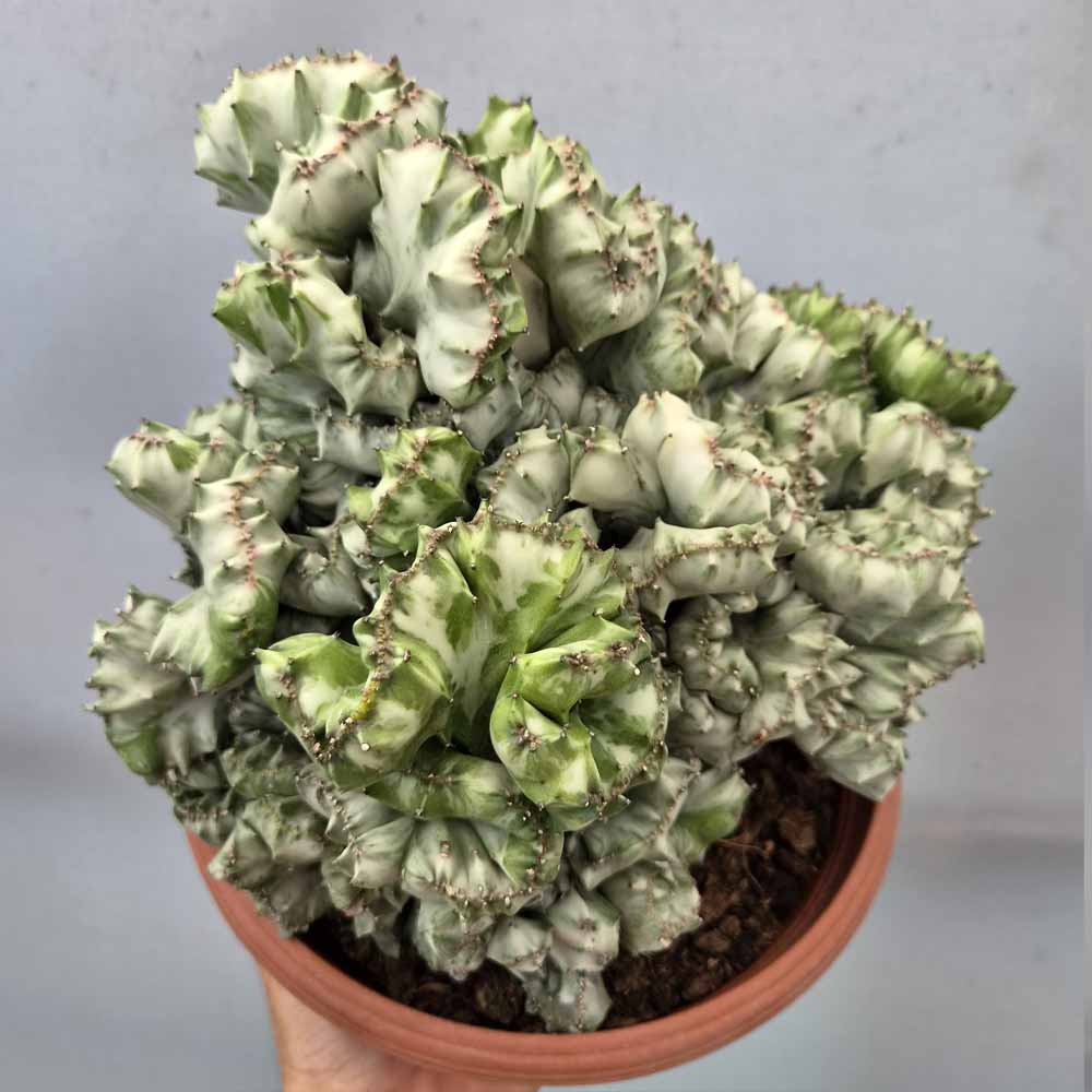 euphorbia lactea crestata pianta
