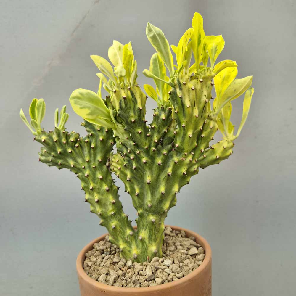 euphorbia neriifolia crestata