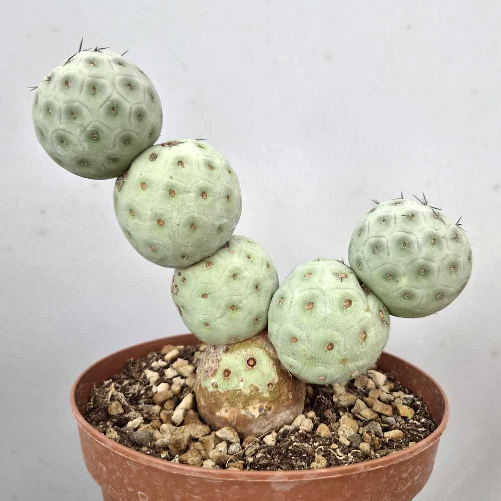 tephrocactus geometricus