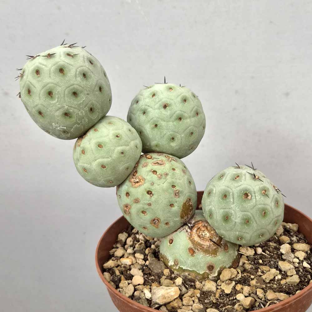 tephrocactus geometricus