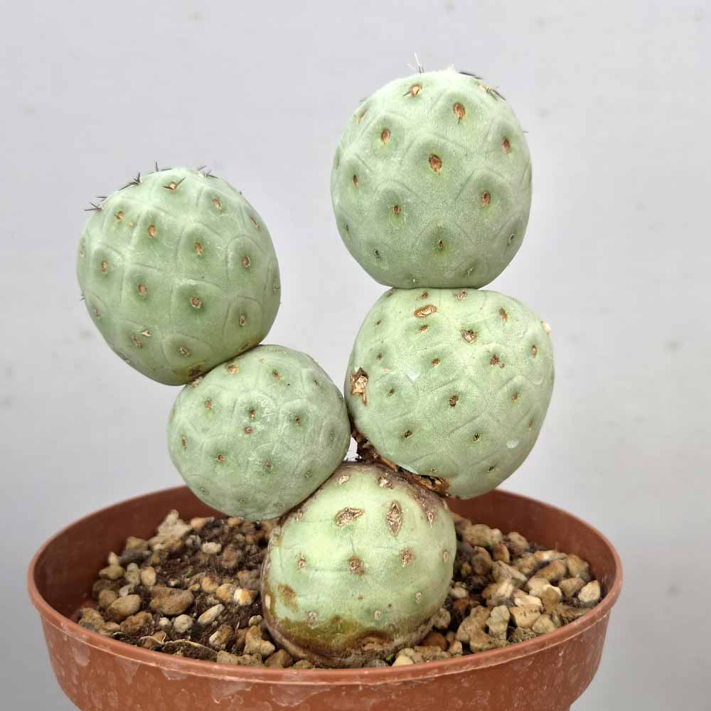 tephrocactus geometricus cactus
