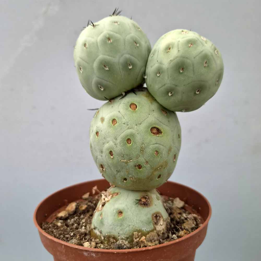 tephrocactus geometricus cactus