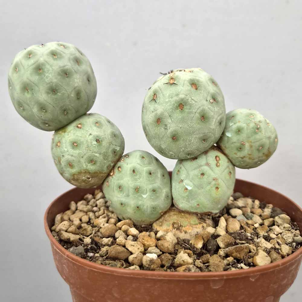 tephrocactus geometricus cactus