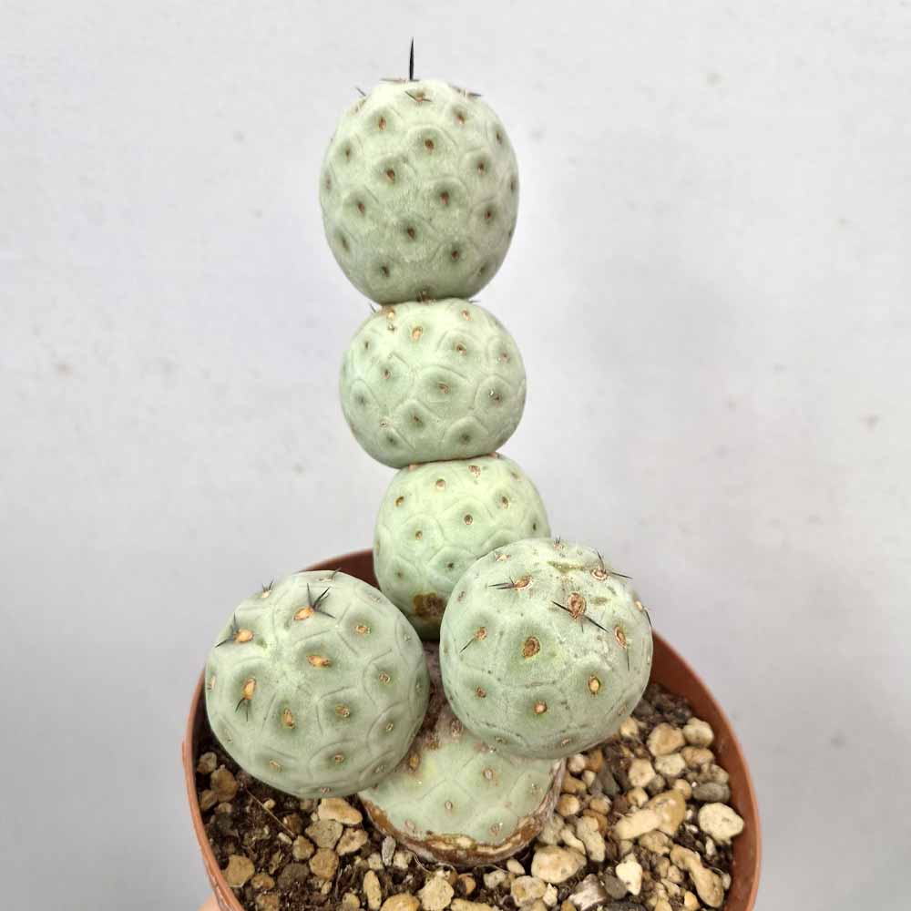 tephrocactus geometricus pianta