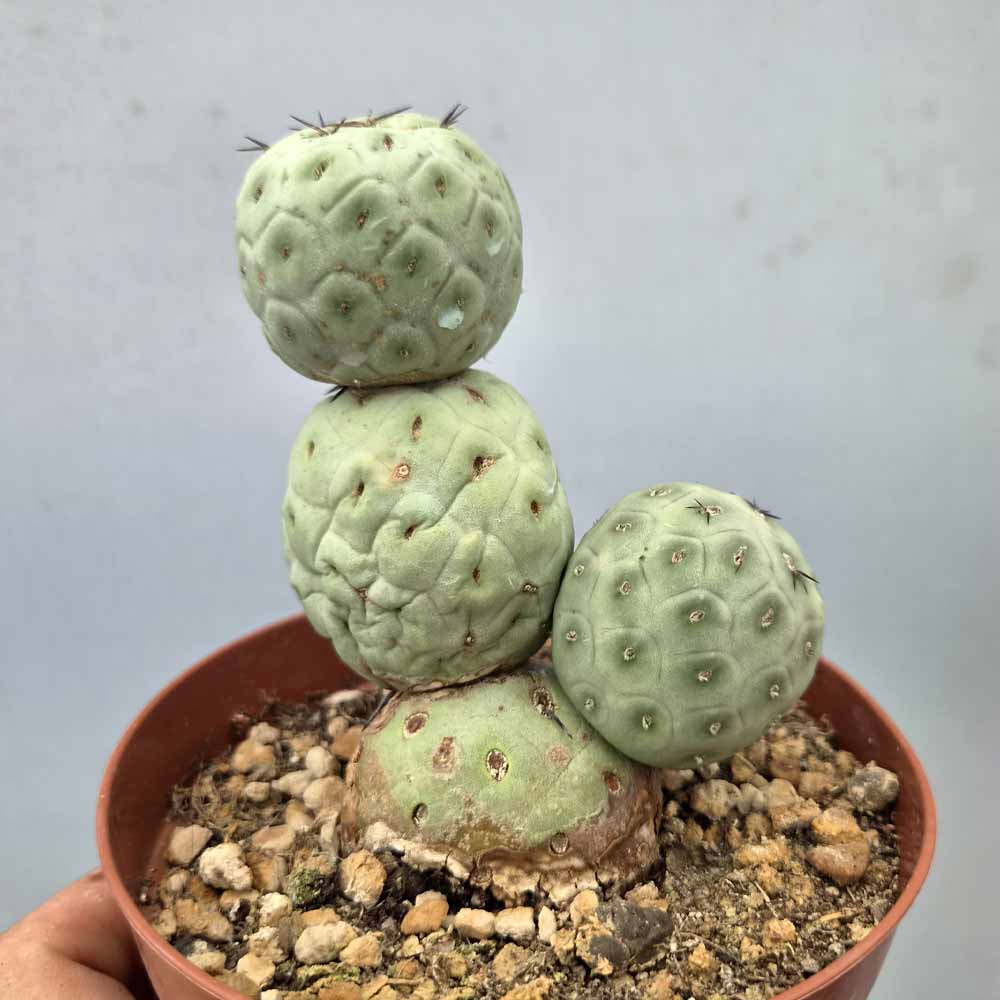 tephrocactus geometricus pianta