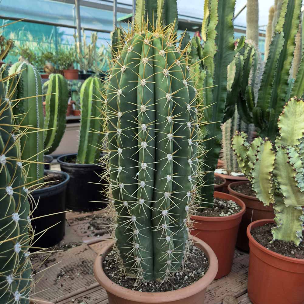 trichocereus pasacana