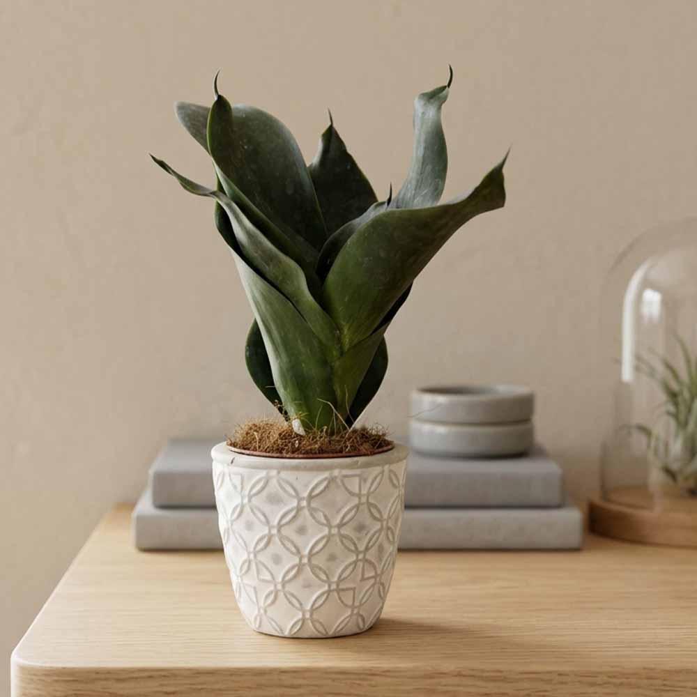 Sansevieria hahnnii “black jade” vaso design