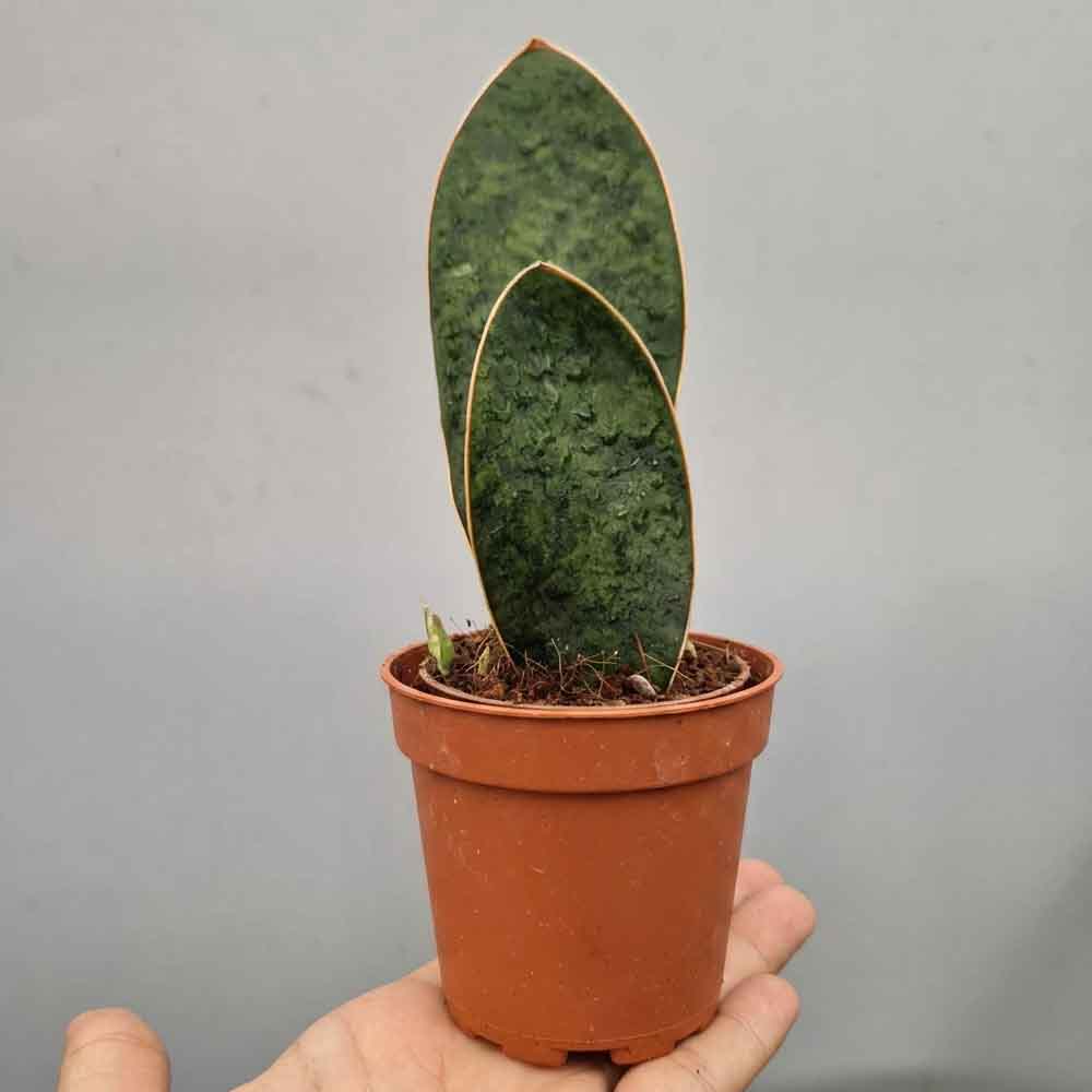 Sansevieria masoniana baby succulente