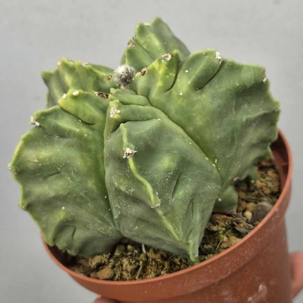 astrophytum kikko cactus