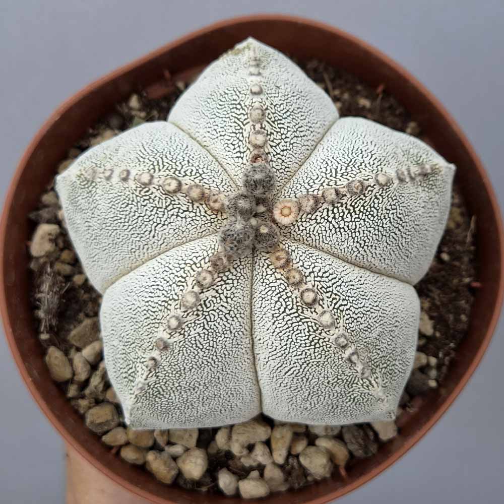 astrophytum onzuka