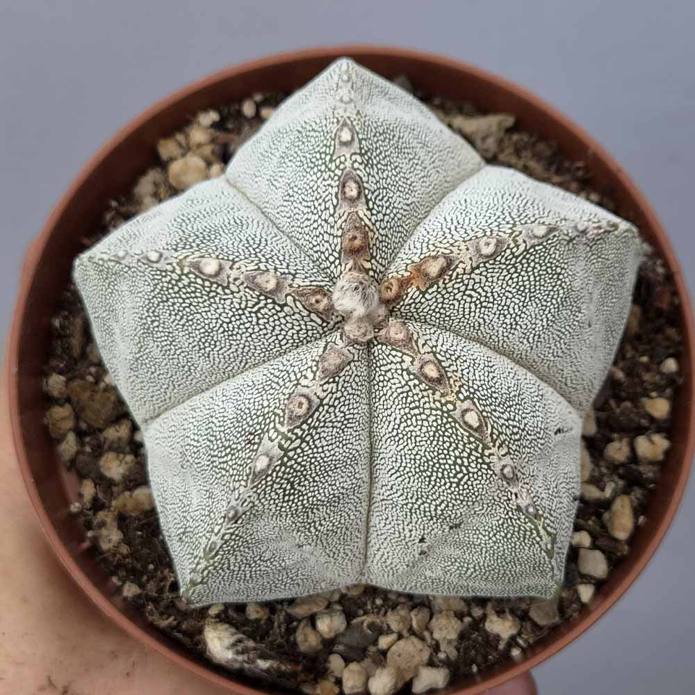 astrophytum onzuka