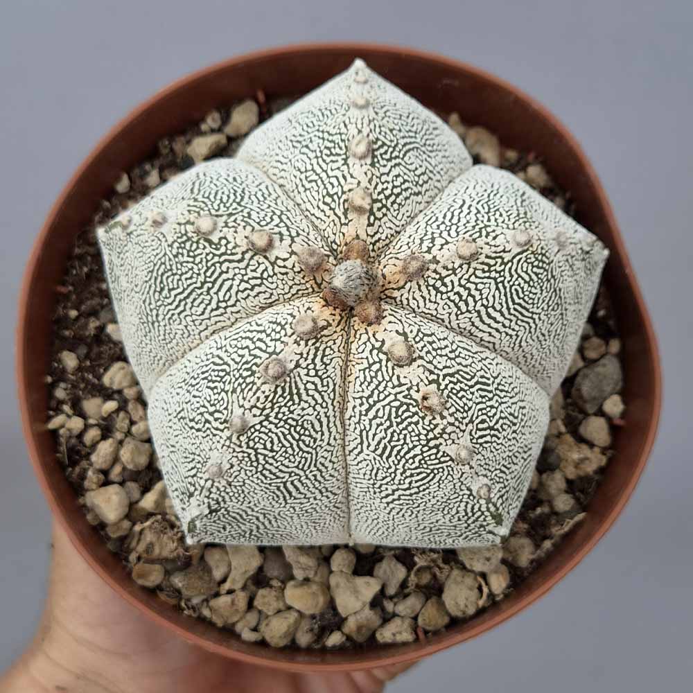 astrophytum onzuka