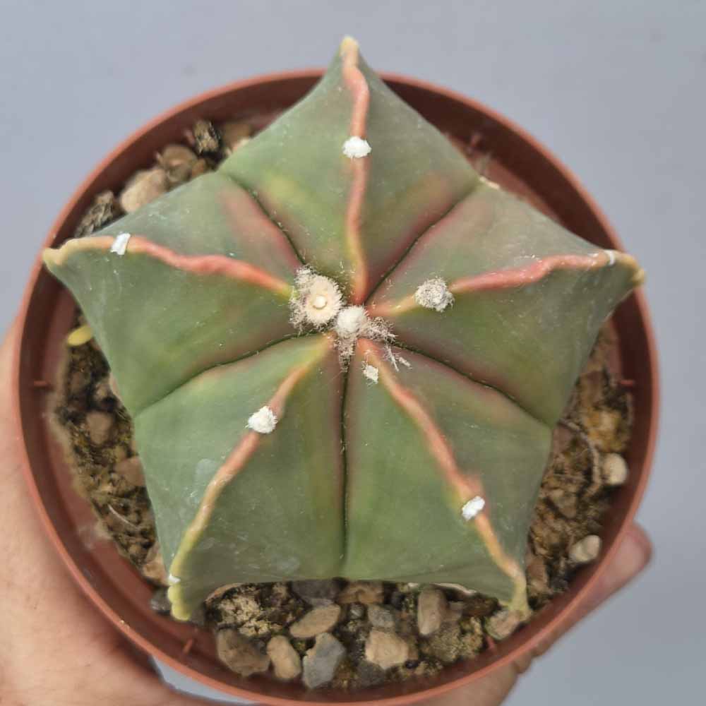 astrophytum variegato cactus