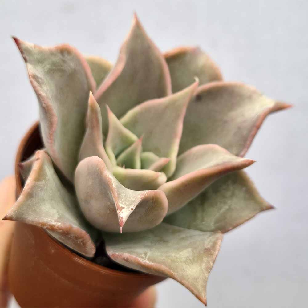 echeveria madiba baby plant