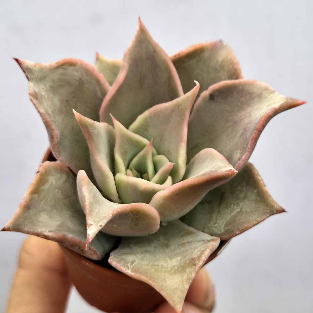 echeveria madiba baby succulent