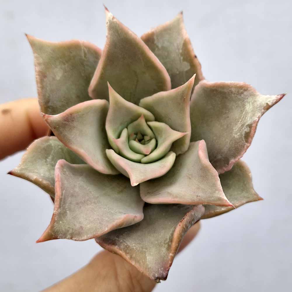 echeveria madiba baby
