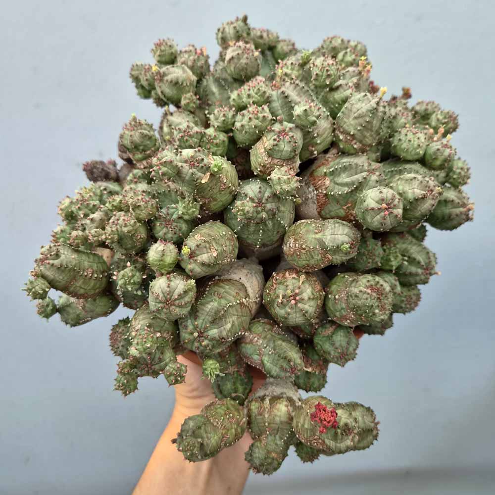 euphorbia pseudoglobosa cactus