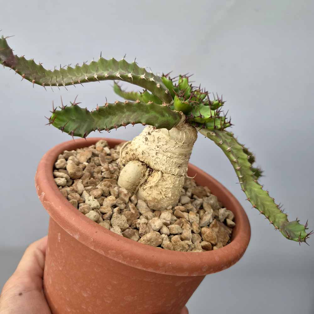 euphorbia stellata