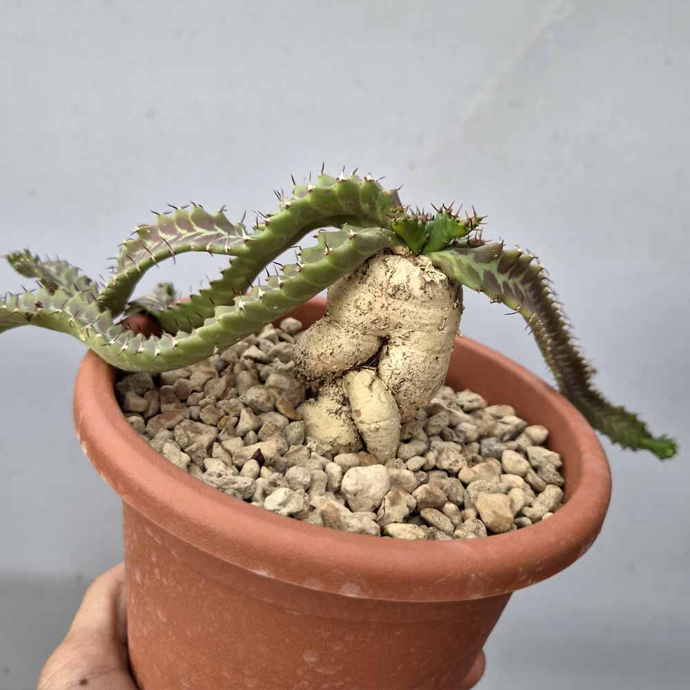 euphorbia stellata cactus