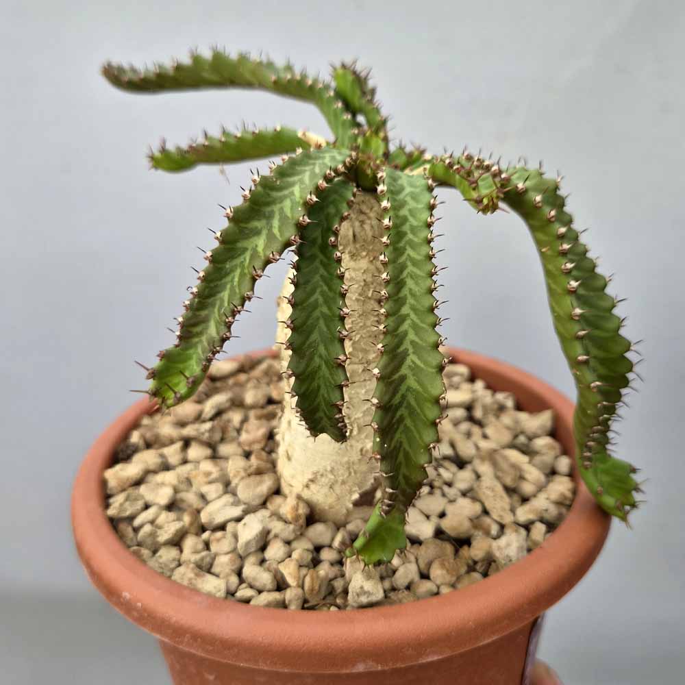euphorbia stellata cactus