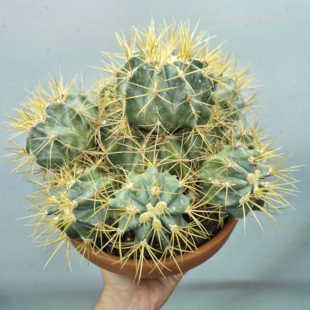 ferocactus glaucescens cactus