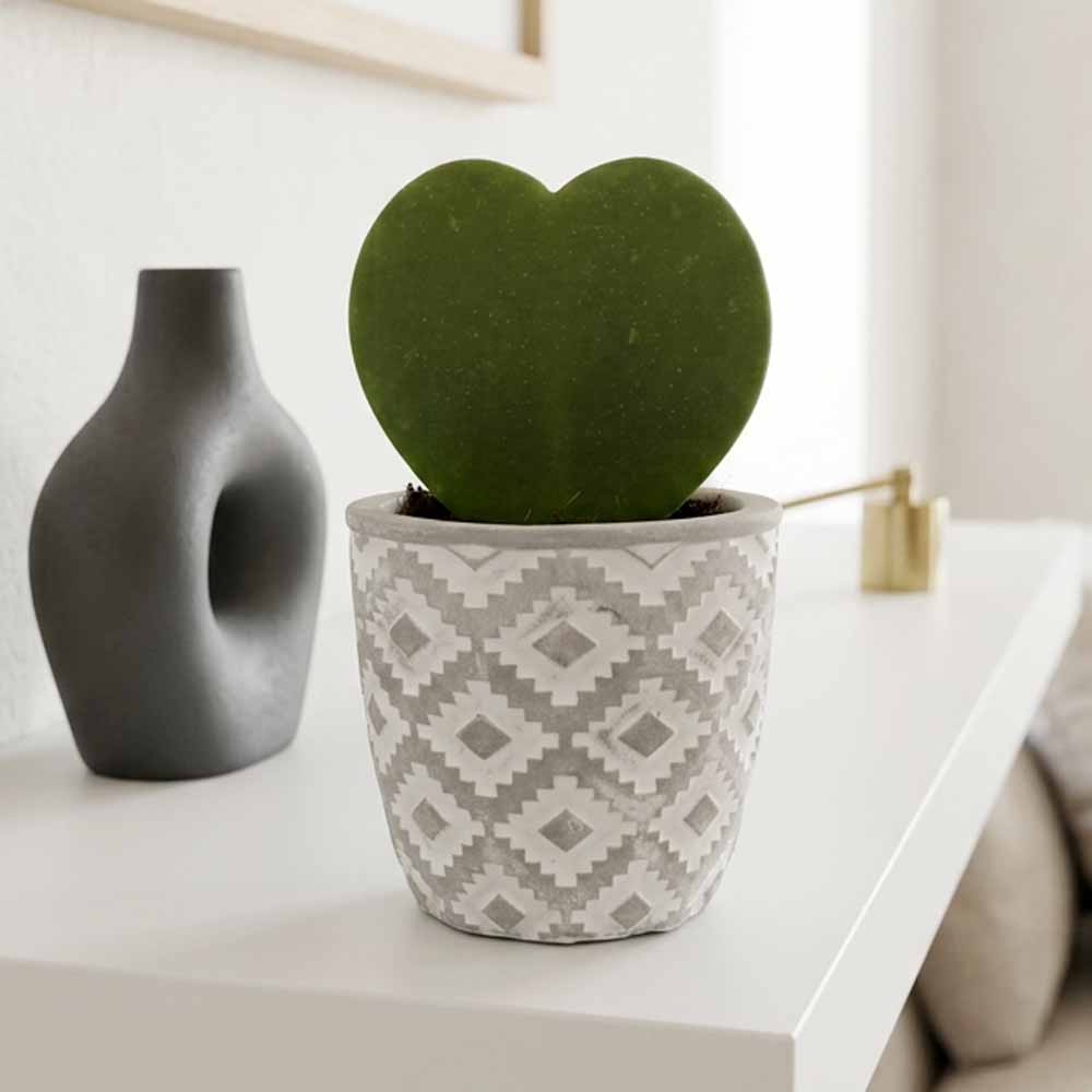 hoya kerri home design