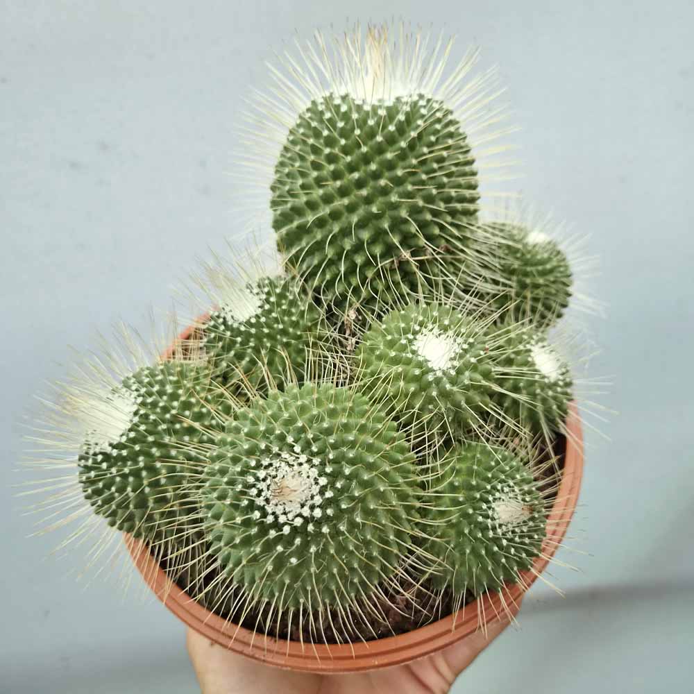 mammillaria spinosissima un pico