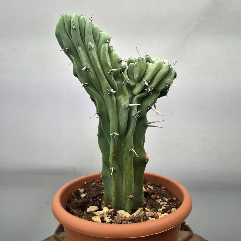myrtillocactus crestato cactus