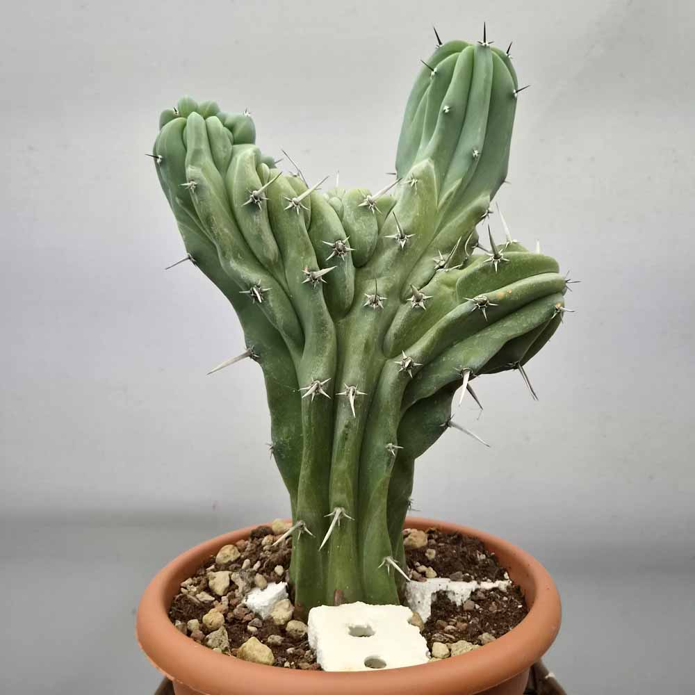myrtillocactus crestato cactus