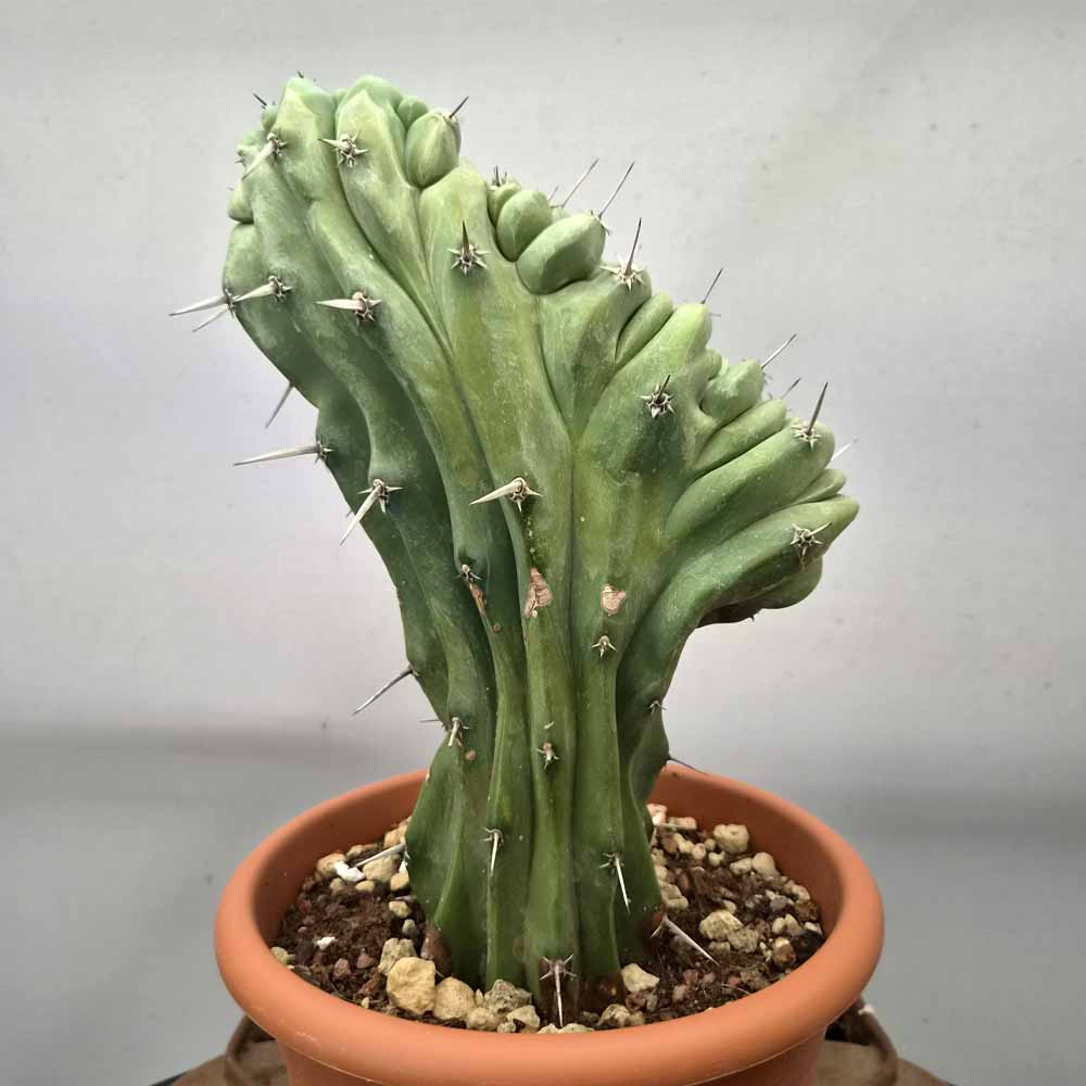 myrtillocactus crestato