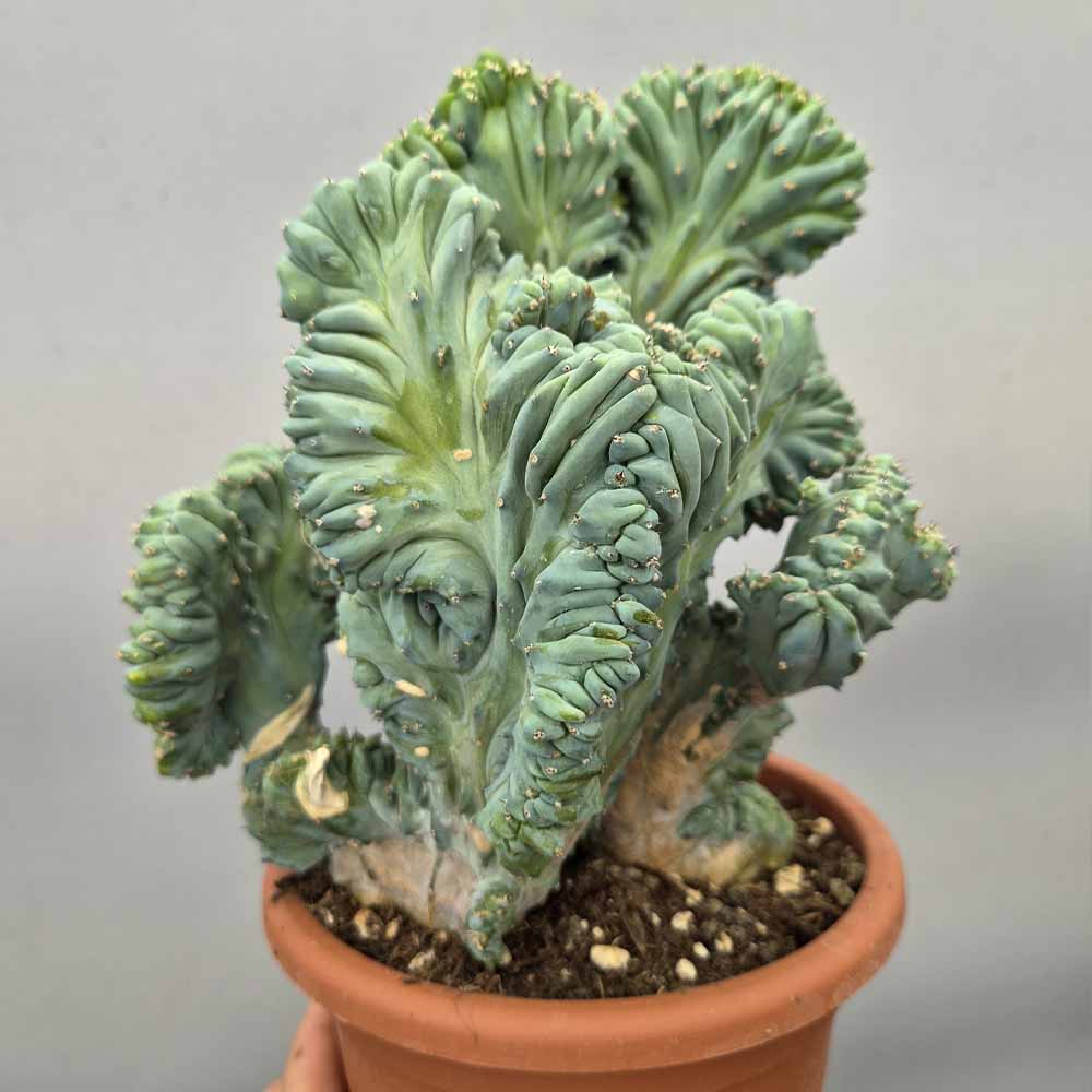 myrtillocactus strictum
