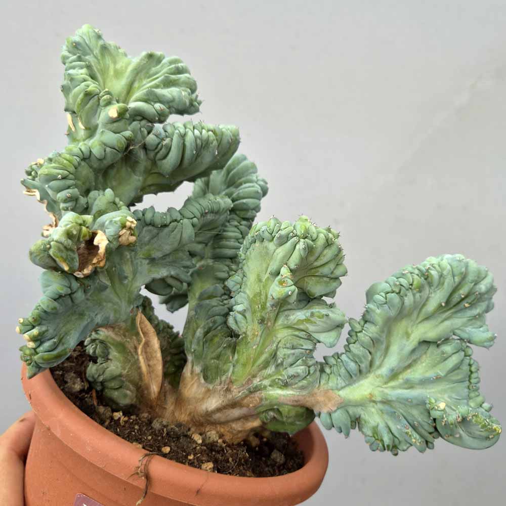 myrtillocactus strictum pianta
