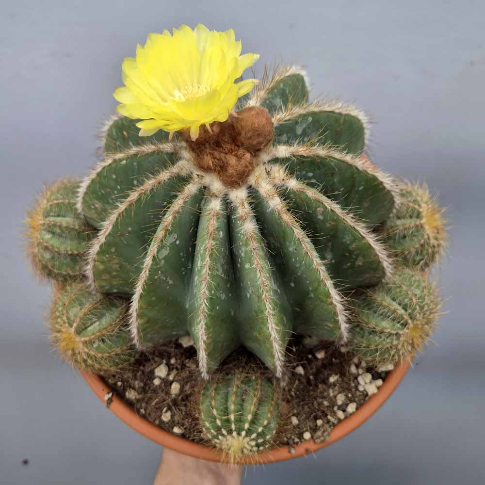 notocactus magnificus cactus