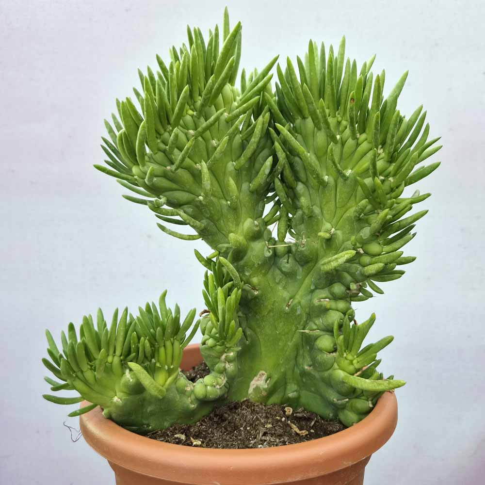 opuntia subulata crestata